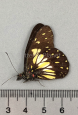 Catasticta nimbice M A1 Ecuador