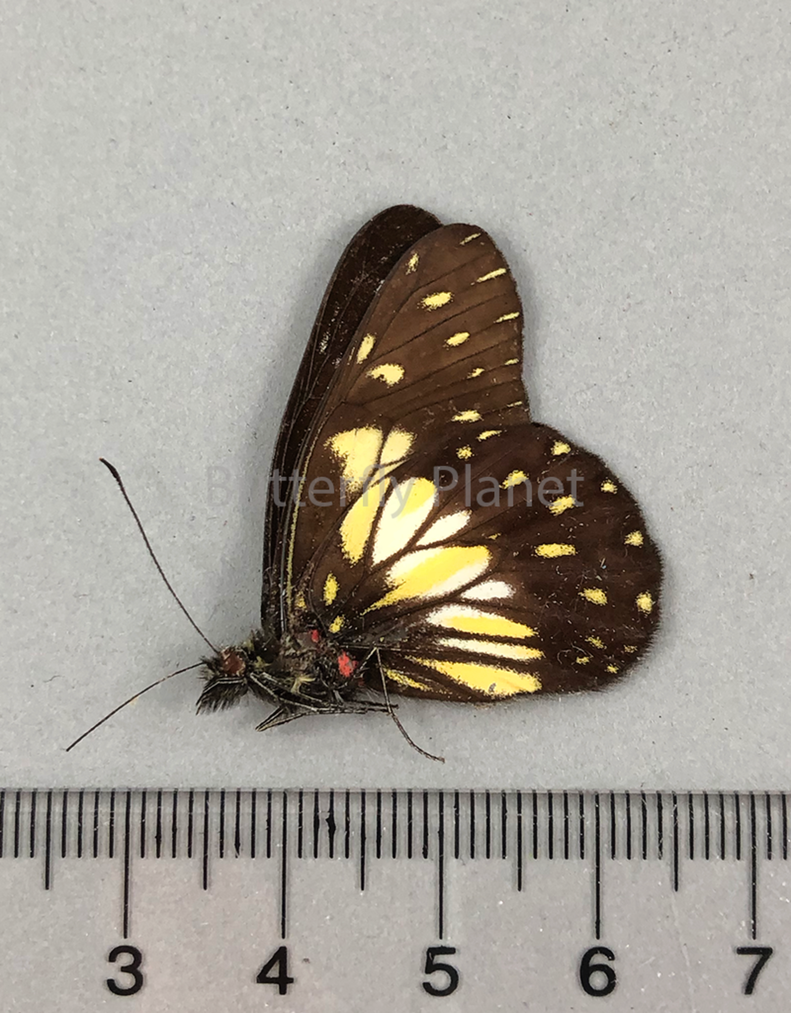 Catasticta nimbice M A1 Ecuador
