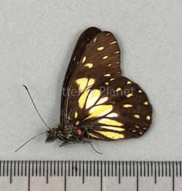 Catasticta nimbice M A1 Ecuador