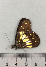 Catasticta nimbice M A1 Ecuador