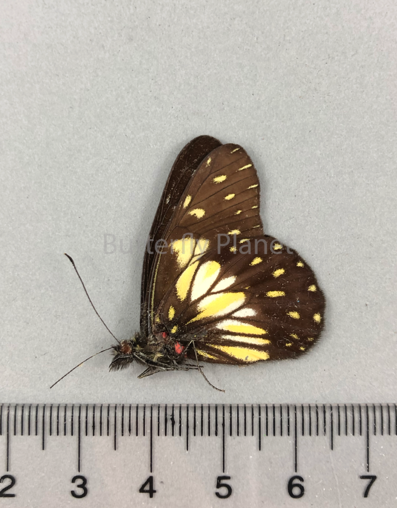 Catasticta nimbice M A1 Ecuador
