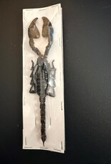 Heterometreus cyaneus Java, Indonesia