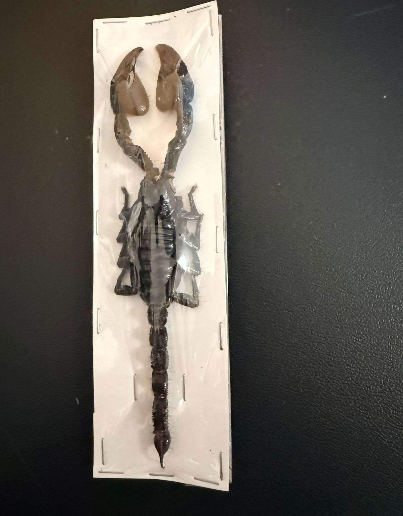 Heterometreus cyaneus Java, Indonesia