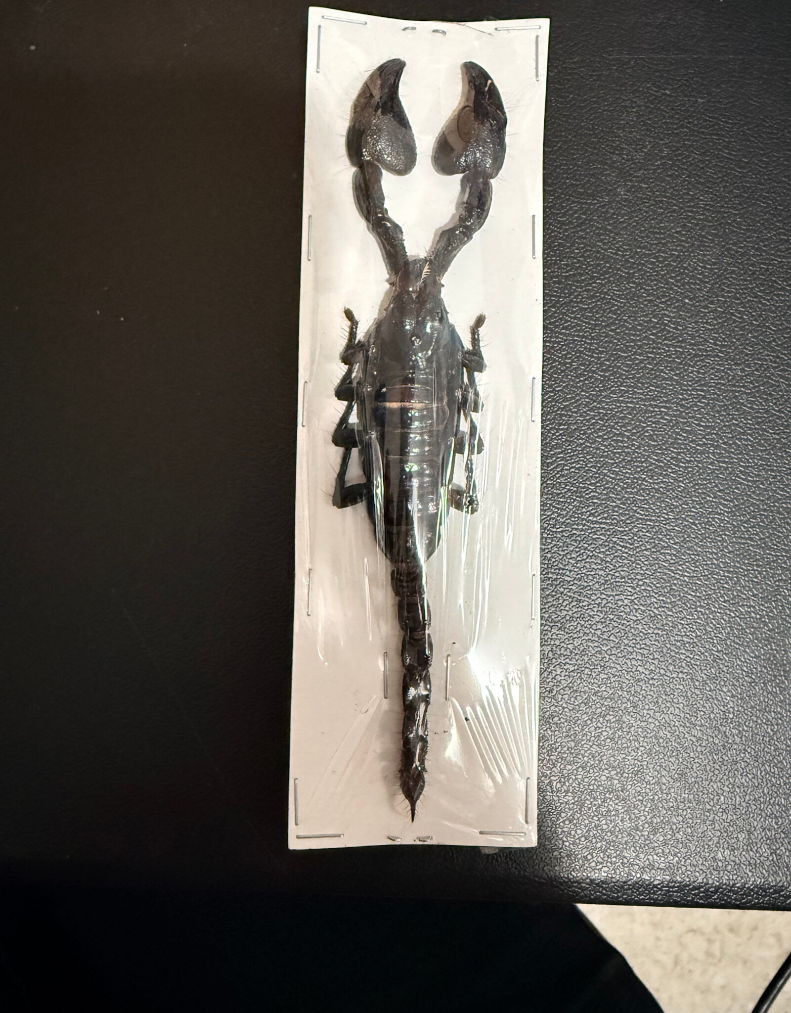 Heterometreus cyaneus Java, Indonesia