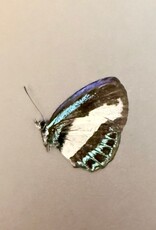 Danis danis  M A1 Buru Island, Indonesia