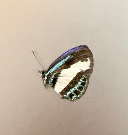 Danis danis  M A1 Buru Island, Indonesia