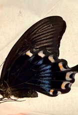 Papilio ascalaphus M A1 Sulawesi, Indonesia