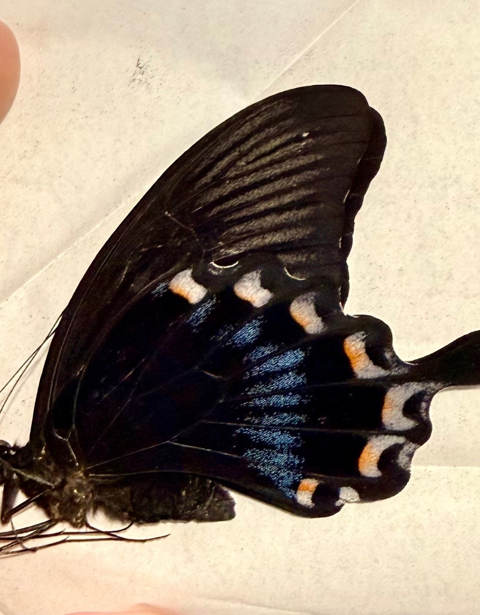 Papilio ascalaphus M A1 Sulawesi, Indonesia