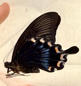 Papilio ascalaphus M A1 Sulawesi, Indonesia