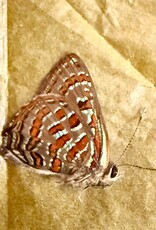 Hypochrysops sp. M A1 Seram Island, Indonesia