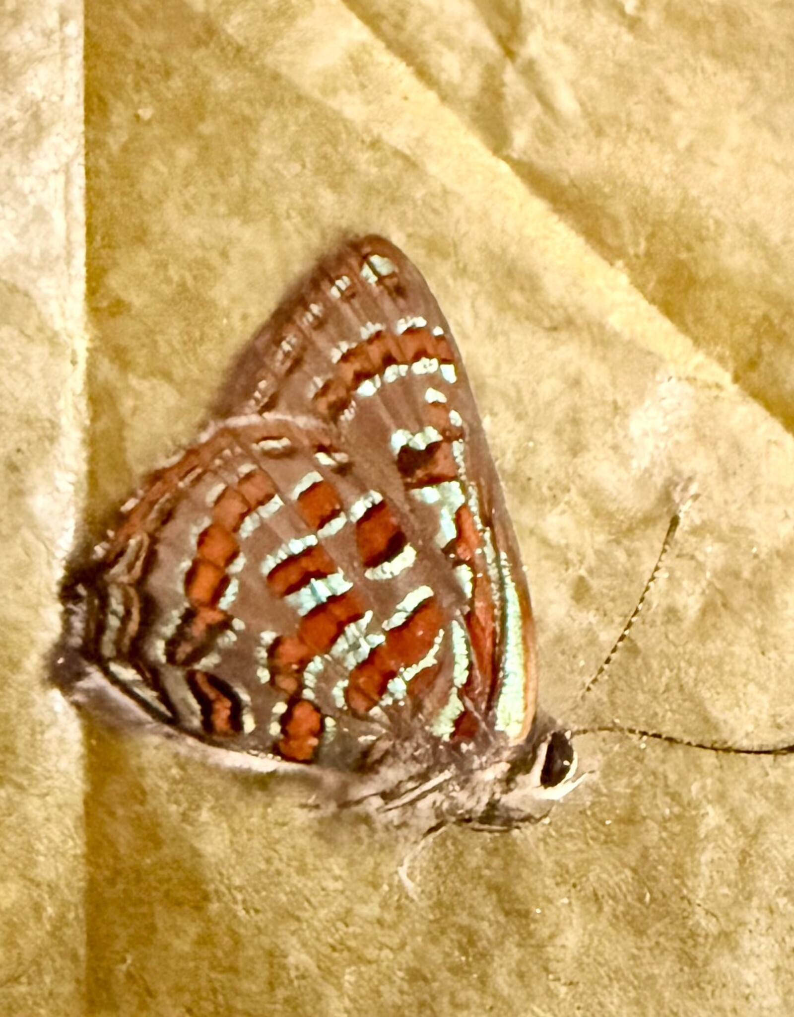 Hypochrysops sp. M A1 Seram Island, Indonesia