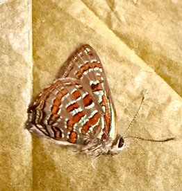 Hypochrysops sp. M A1 Seram Island, Indonesia