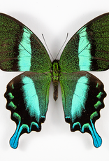 Papilio blumei blumei M A1 Sulawesi Island, Indonesia