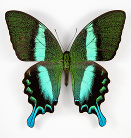 Papilio blumei blumei M A1 Sulawesi Island, Indonesia