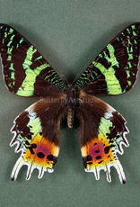 Urania (Chrysiridia) rhipheus M A1 Madagascar