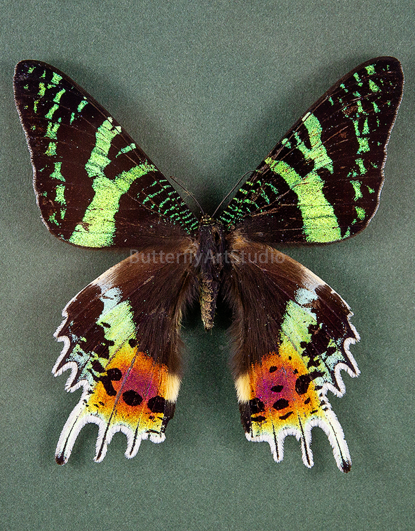 Urania (Chrysiridia) rhipheus M A1 Madagascar