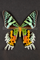 Urania (Chrysiridia) rhipheus M A1 Madagascar