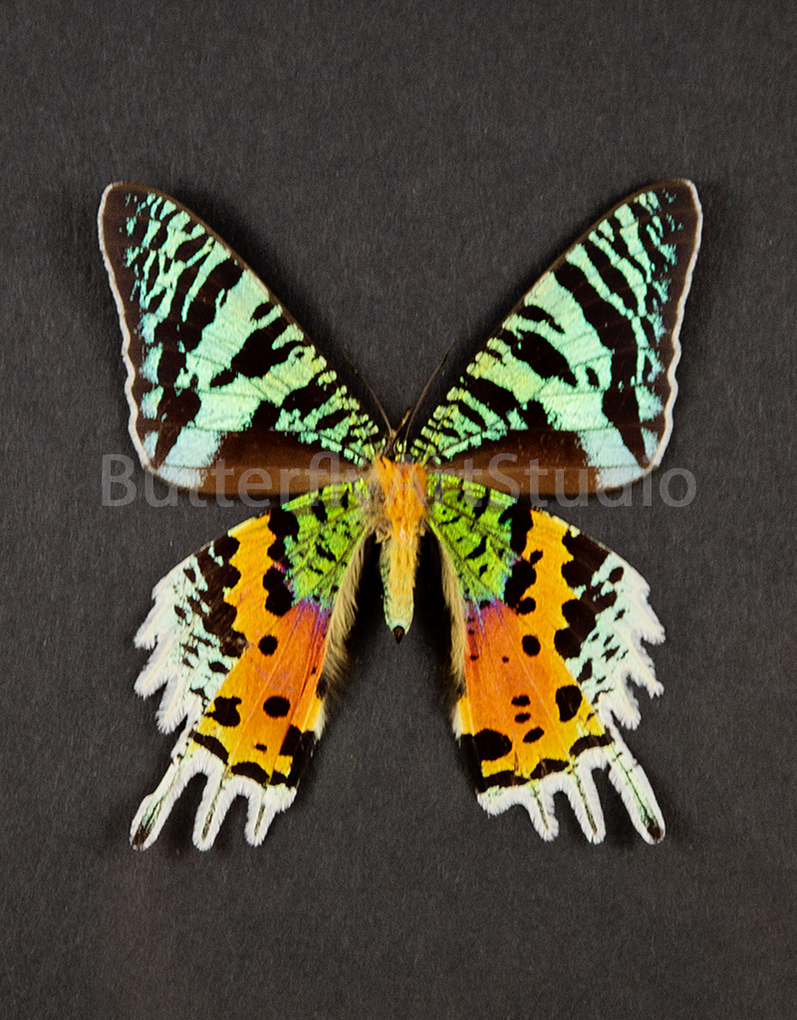 Urania (Chrysiridia) rhipheus M A1 Madagascar