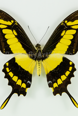 Papilio thoas cinyras M A1 Huanuco, Peru