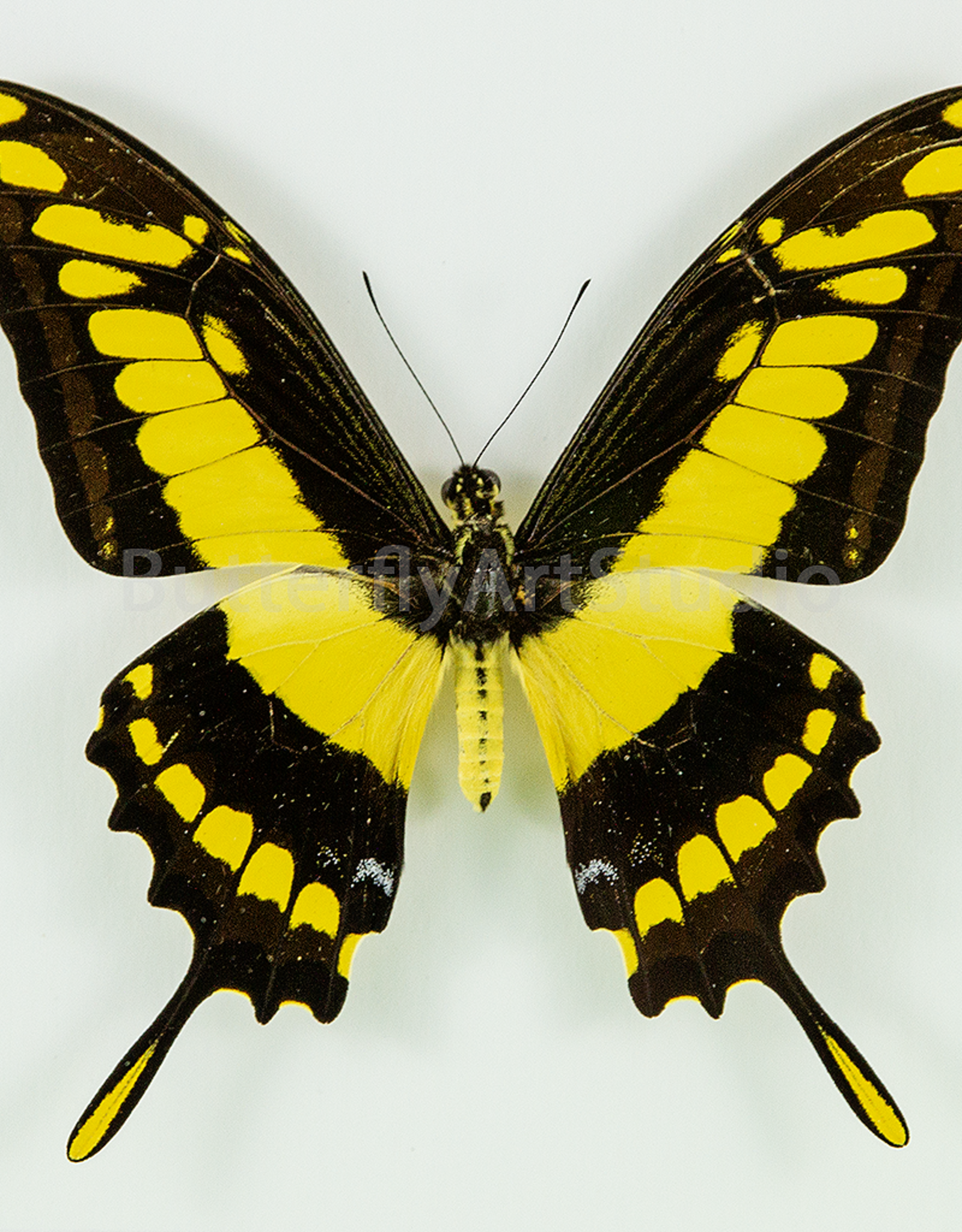 Papilio thoas cinyras M A1 Huanuco, Peru
