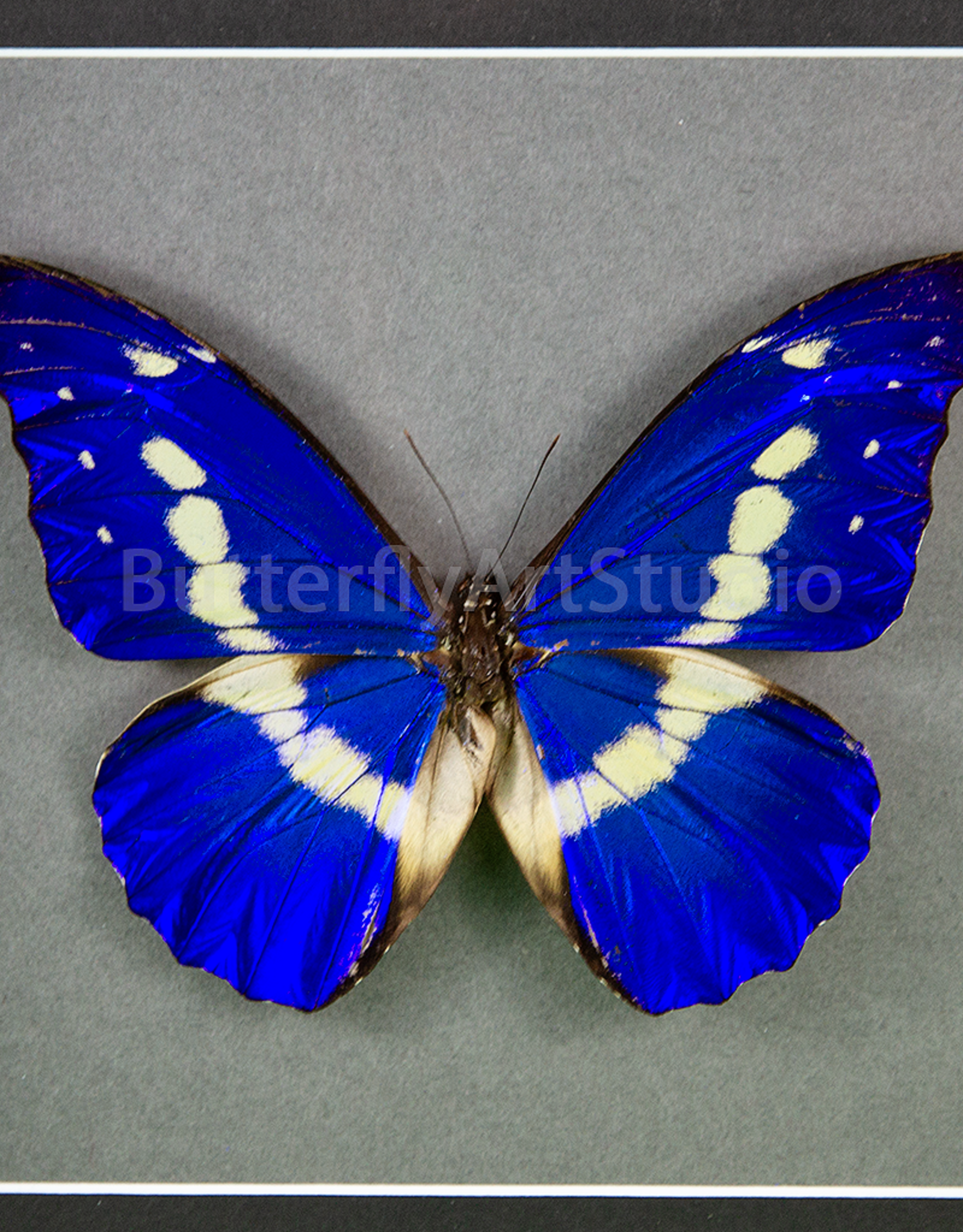 Morpho rhetenor helena M A1- Upper Huallaga Valley, Peru