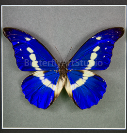 Morpho rhetenor helena M A1- Upper Huallaga Valley, Peru