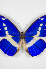 Morpho rhetenor helena M A1/A1- Huanuco, Peru