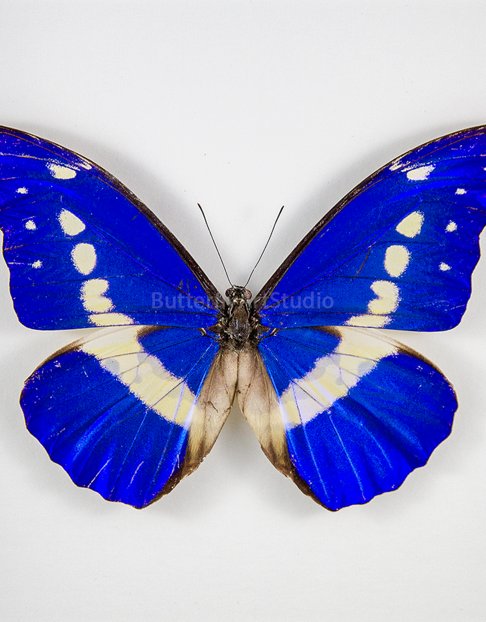 Morpho rhetenor helena M A1/A1- Huanuco, Peru