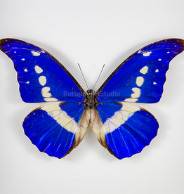 Morpho rhetenor helena M A1/A1- Huanuco, Peru