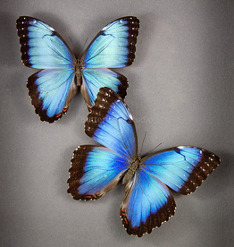 Morpho peleides peleides FEMALE A1 Upper Huallaga Valley, Peru
