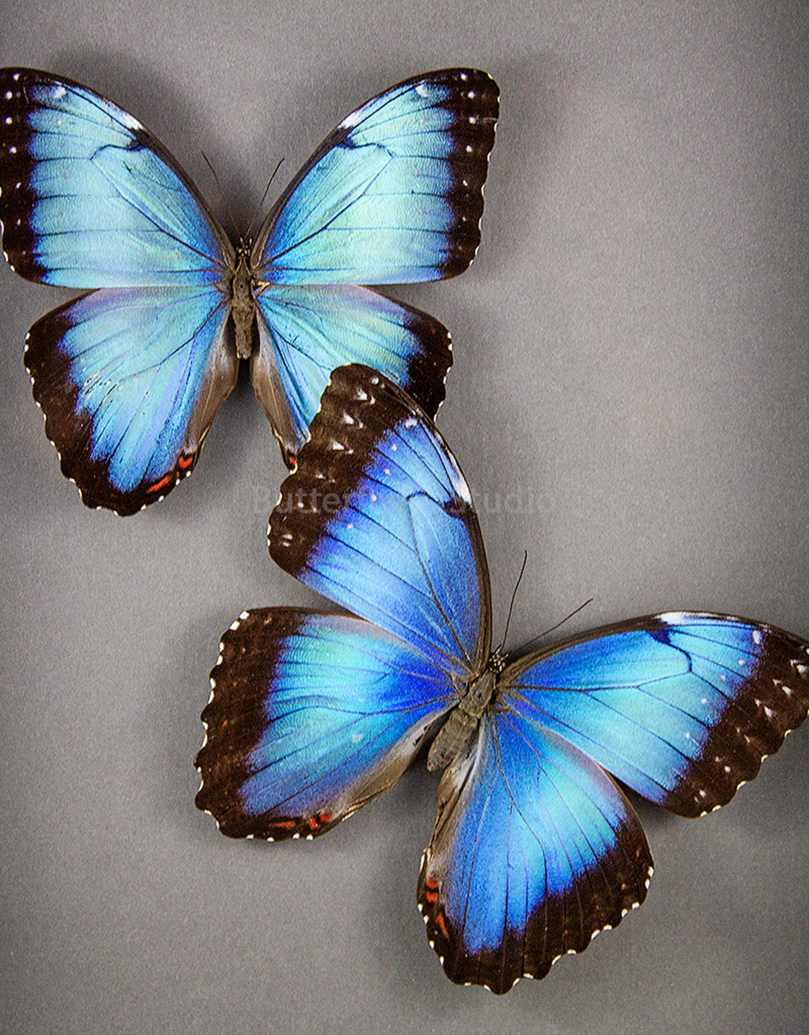 Morpho peleides peleides FEMALE A1/A1- Upper Huallaga Valley, Peru