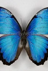 Morpho peleides peleides M A1 Upper Huallaga Valley, Peru