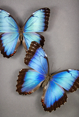 Morpho peleides peleides M A1 Upper Huallaga Valley, Peru