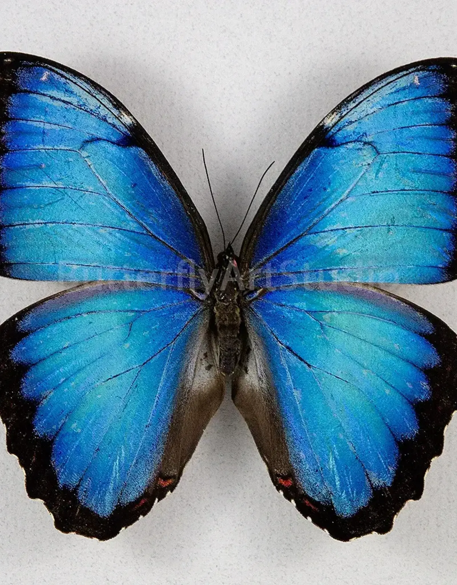 Morpho peleides peleides M A1/A1- Upper Huallaga Valley, Peru