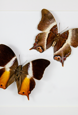 Palla ussheri M A1 CAR