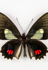Parides erlaces xanthias M A1 Peru