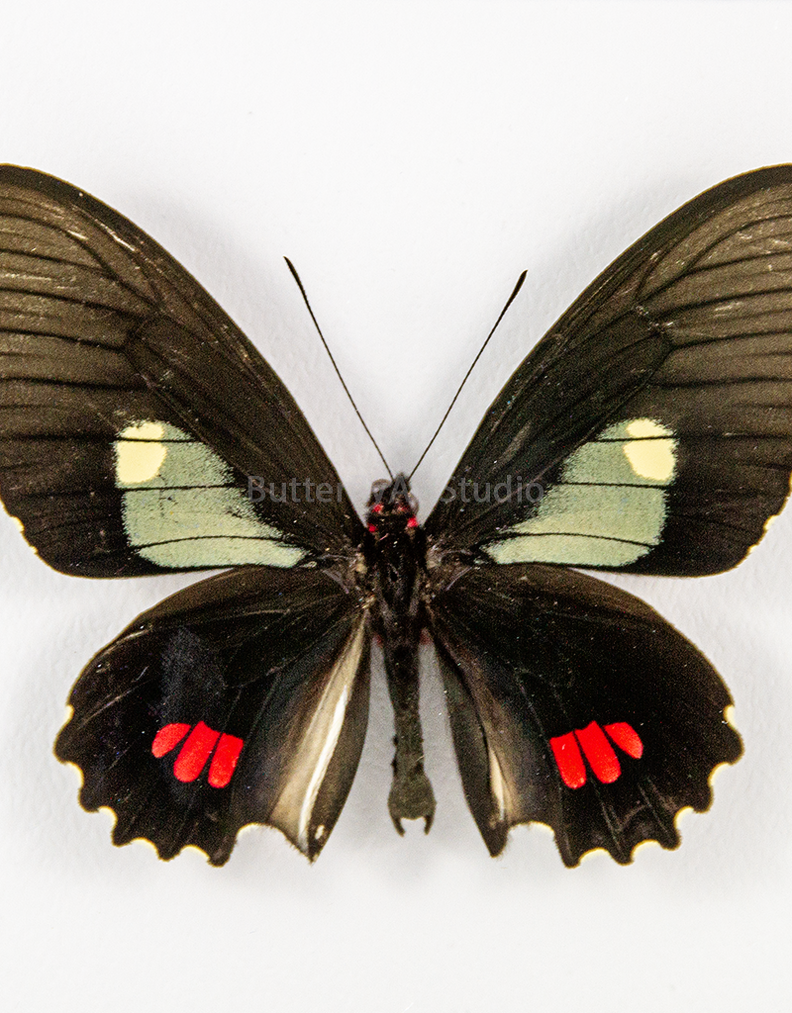 Parides erlaces xanthias M A1 Peru