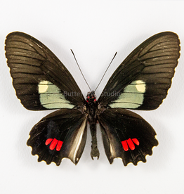 Parides erlaces xanthias M A1 Peru