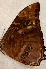 Morpho telemachus foucheri morph. iphiclus M A2 Peru