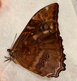 Morpho telemachus foucheri morph. iphiclus M A2 Peru