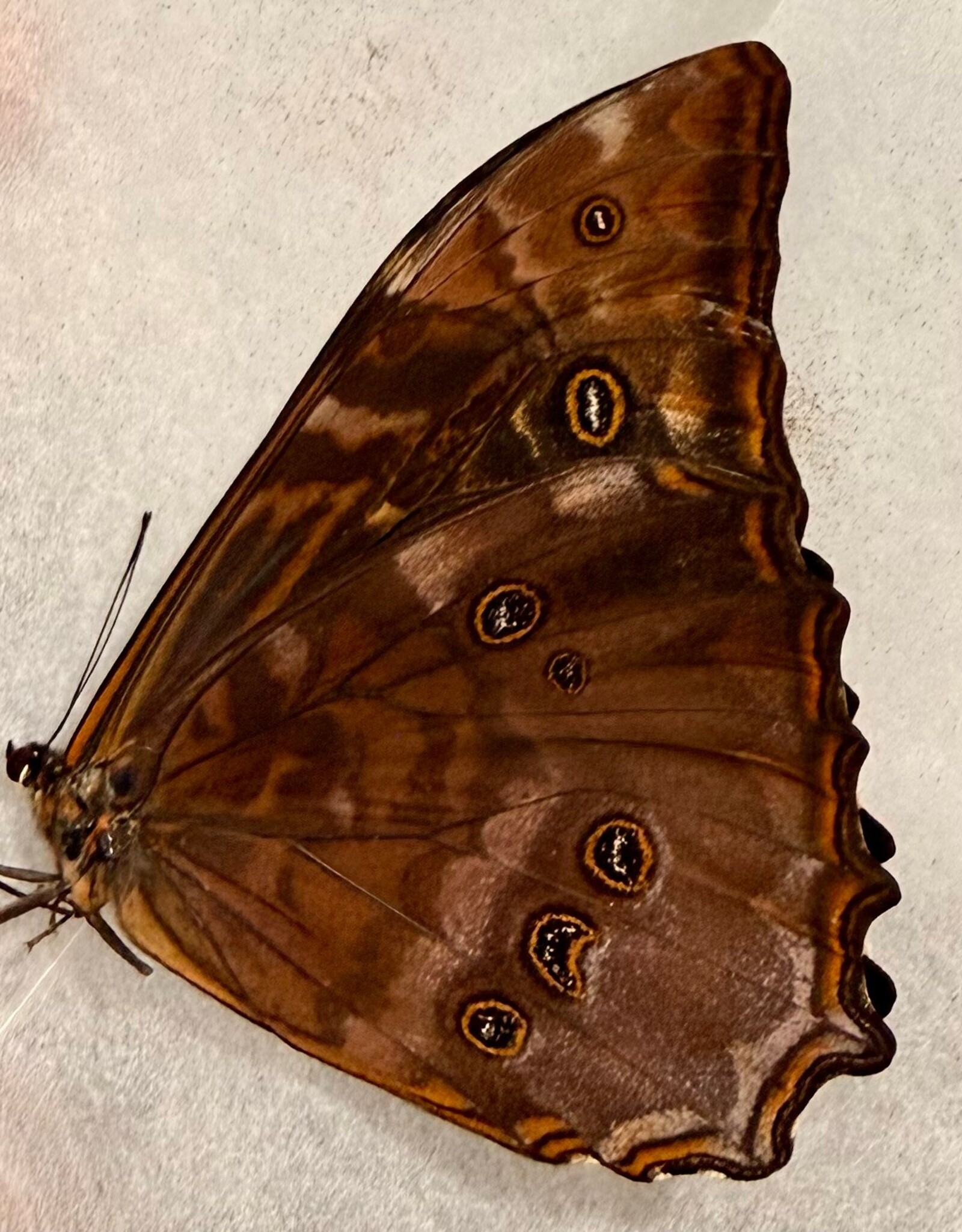 Morpho telemachus foucheri morph. iphiclus M A1/A1- Peru