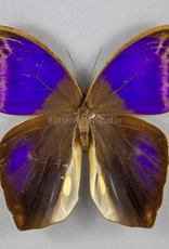 Eryphannis automedon M A1/A1- Peru