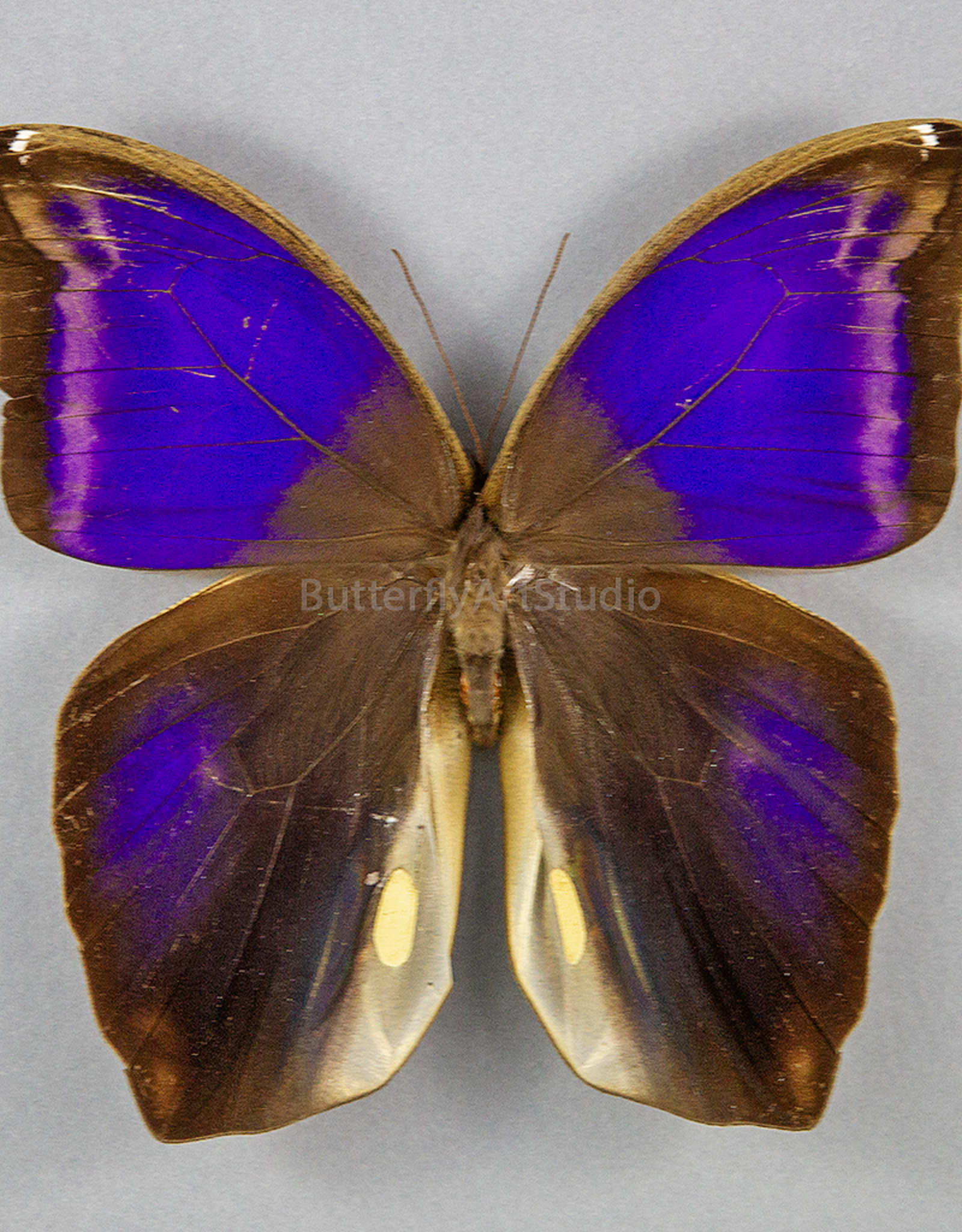 Eryphannis automedon M A1/A1- Peru