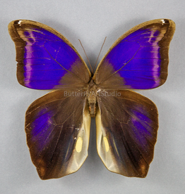 Eryphannis automedon M A1/A1- Peru