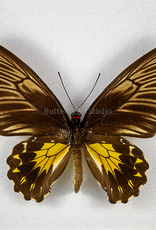 Troides helena maurus F A1 Bali, Indonesia