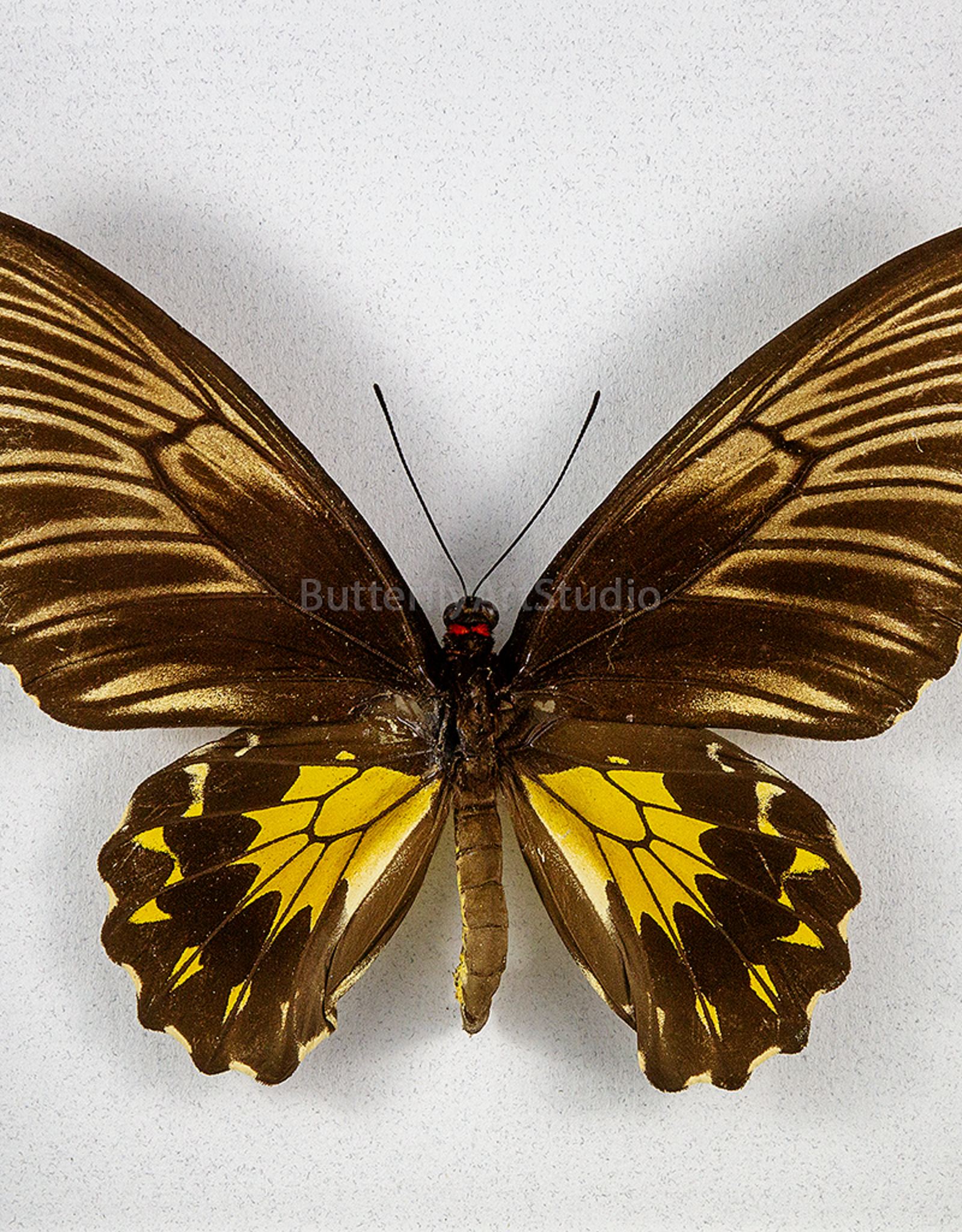 Troides helena maurus F A1 Bali, Indonesia