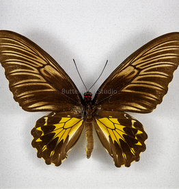 Troides helena maurus F A1 Bali, Indonesia