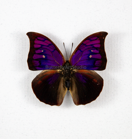 Fountainea (Anaea) tyrianthina M A1 Peru