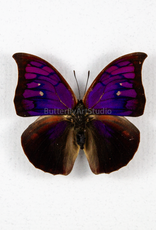 Fountainea (Anaea) tyrianthina M A1- Peru