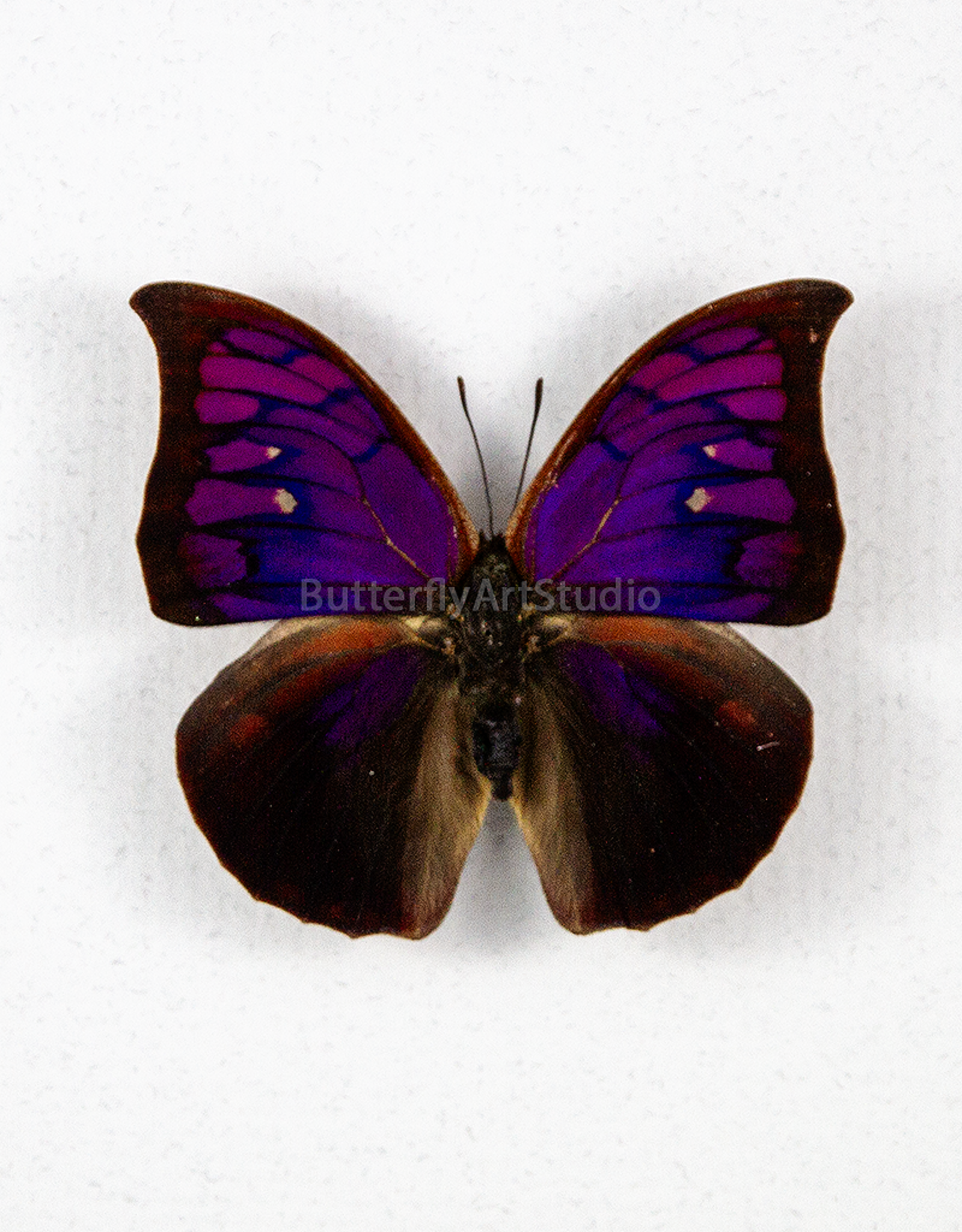 Fountainea (Anaea) tyrianthina M A1- Peru